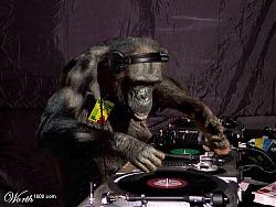 DJ Monkey