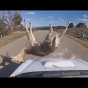 BEST MOMENTS OF RALLY - ANIMALS EDITION