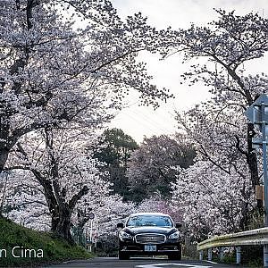 cinematic 50mm Nissan cima SAKURA - SONY FX3 50mm F1.2GM 日産シーマ非公式CM『櫻2022』